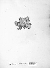 Dermatocarpon luridum image